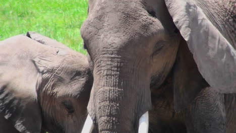 Close-up-of-an-African-elephant-face