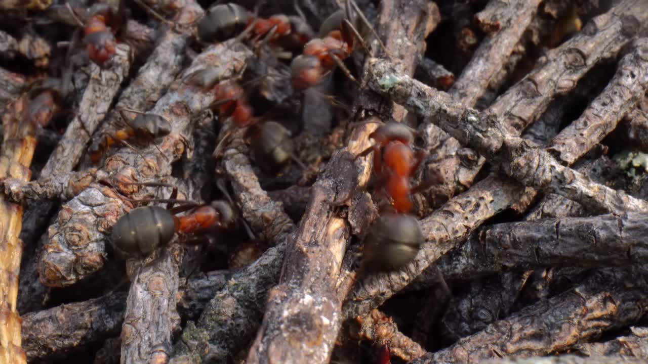 Formicaio selvatico nella foresta, scatto super macro in primo piano