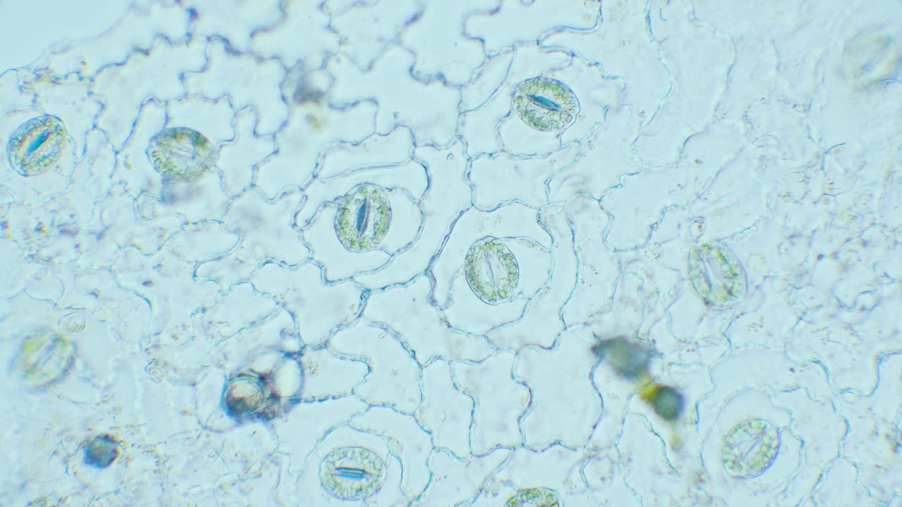 Plant breathing cell stomata with chloroplasts inside, 400x magnification