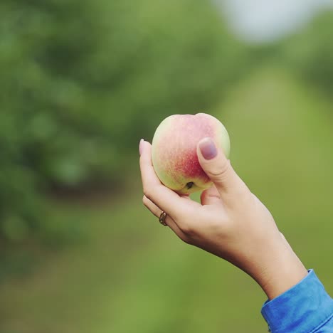 apple in female hands. woman collects the harvest of ripe apples in the garden. close-up