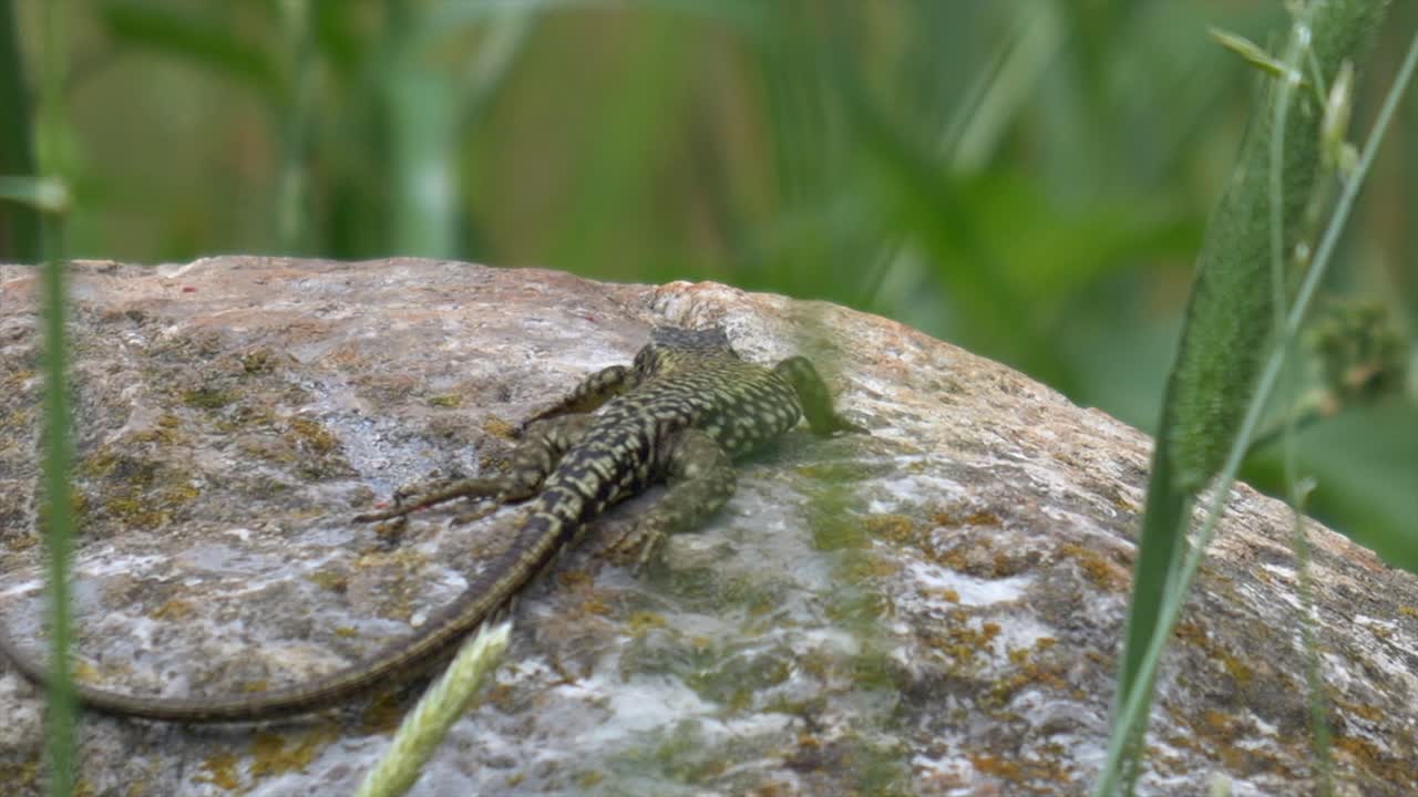 lagarto salvaje en la roca en la naturaleza