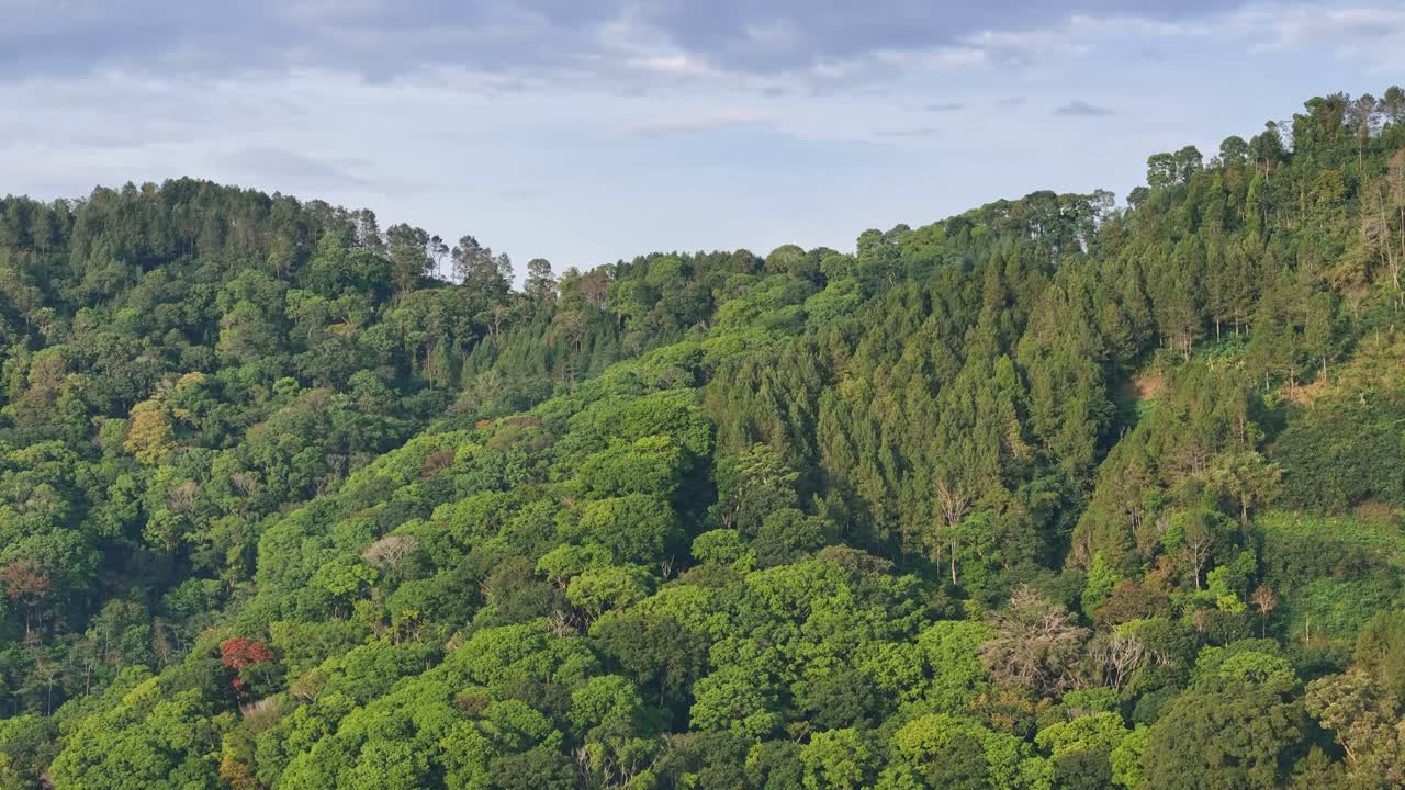 Panoramic aerial video capturing the untouched beauty of tropical woodland with rich greenery and hilly terrain