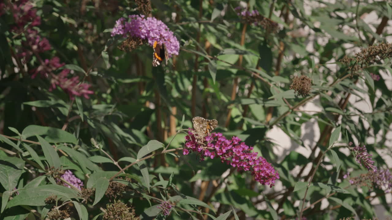 cámara lenta de mariposas voladoras filmadas en 240fps