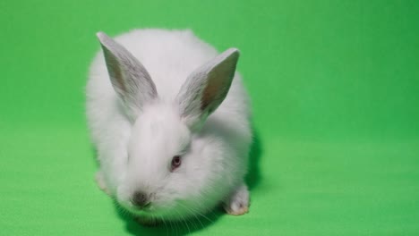white rabbit on green background