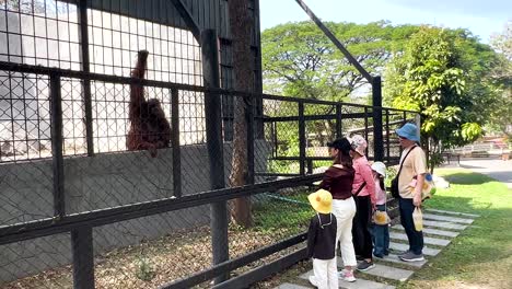 visitors interact with orangutan in enclosure