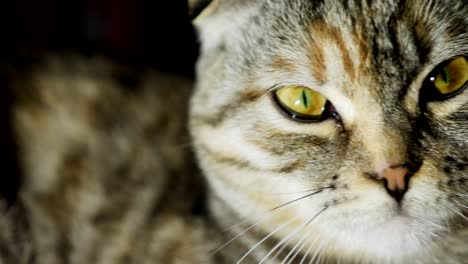 portrait of a tabby cat close-up