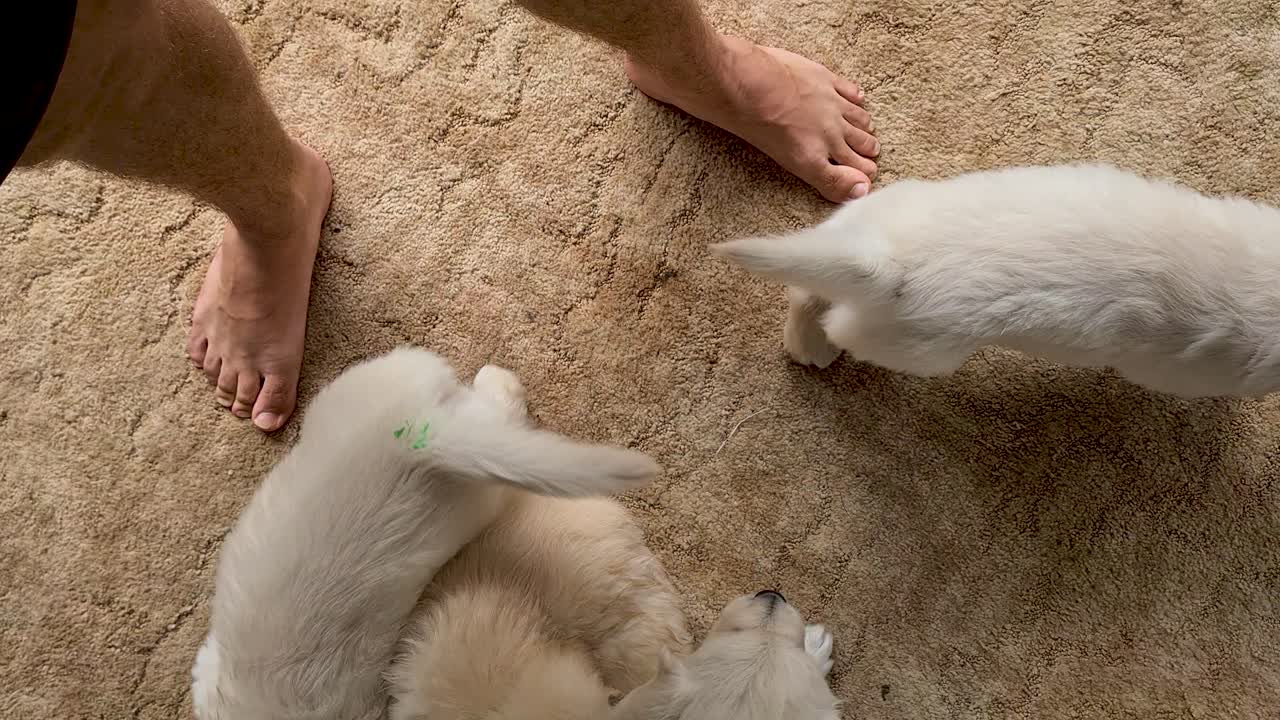 Spielerische Golden Retriever Welpen neben den Beinen ihrer Besitzer.