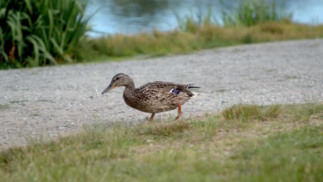 mallard duck walking across dirt path, pecking on ground