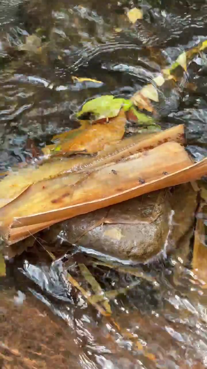 Acqua limpida che scorre su rocce e foglie cadute in un ruscello