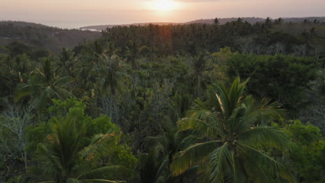 aerial view palm trees drone flying over tropical forest above canopy at sunrise beautiful green landscape of indonesia travel journey