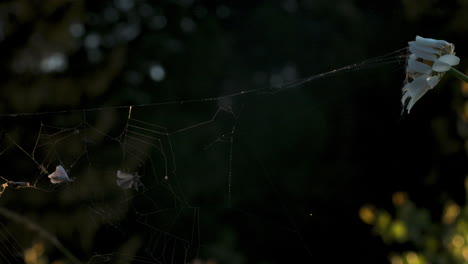 spiderweb with a flower