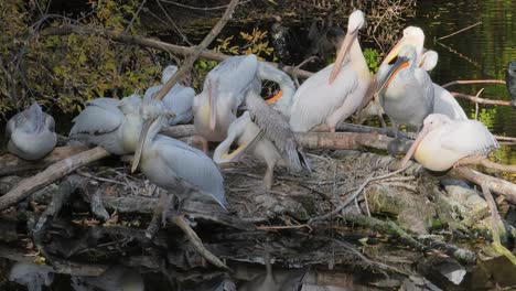 Der-Krauskopfpelikan-(Pelecanus-Crispus)-Ist-Das-Größte-Mitglied-Der-Pelikanfamilie-Und-Vielleicht-Der-Größte-Süßwasservogel-Der-Welt,-Obwohl-Er-In-Gewicht-Und-Länge-Mit-Den-Größten-Schwänen-Konkurriert.