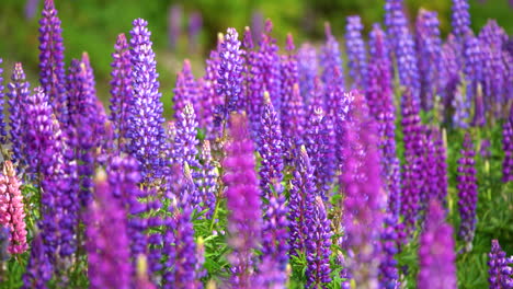 lupinos púrpuras y rosas en flor