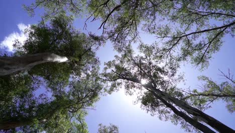 low angle, slow motion view of trees in a forest at noon