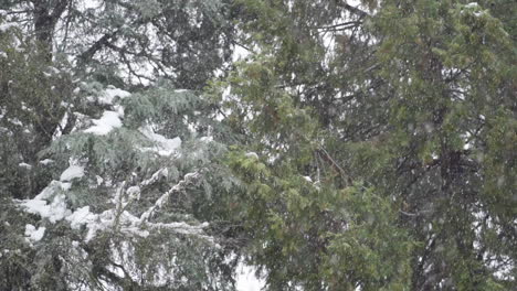 Aufnahme-Immergrüner-Zweige-Bei-Schneefall