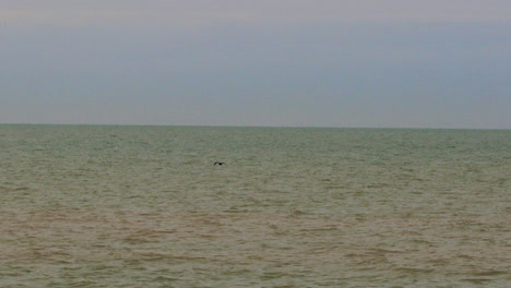 sea birds flying over the green blue lake water in slow motion