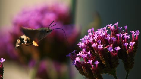 la polilla halcón colibri en busca de néctar entre las flores, filmada en 1000 fotogramas por segundo en súper cámara lenta