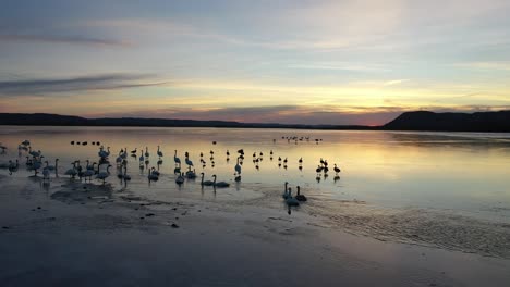 puesta de sol de invierno sobre el río congelado con pájaros