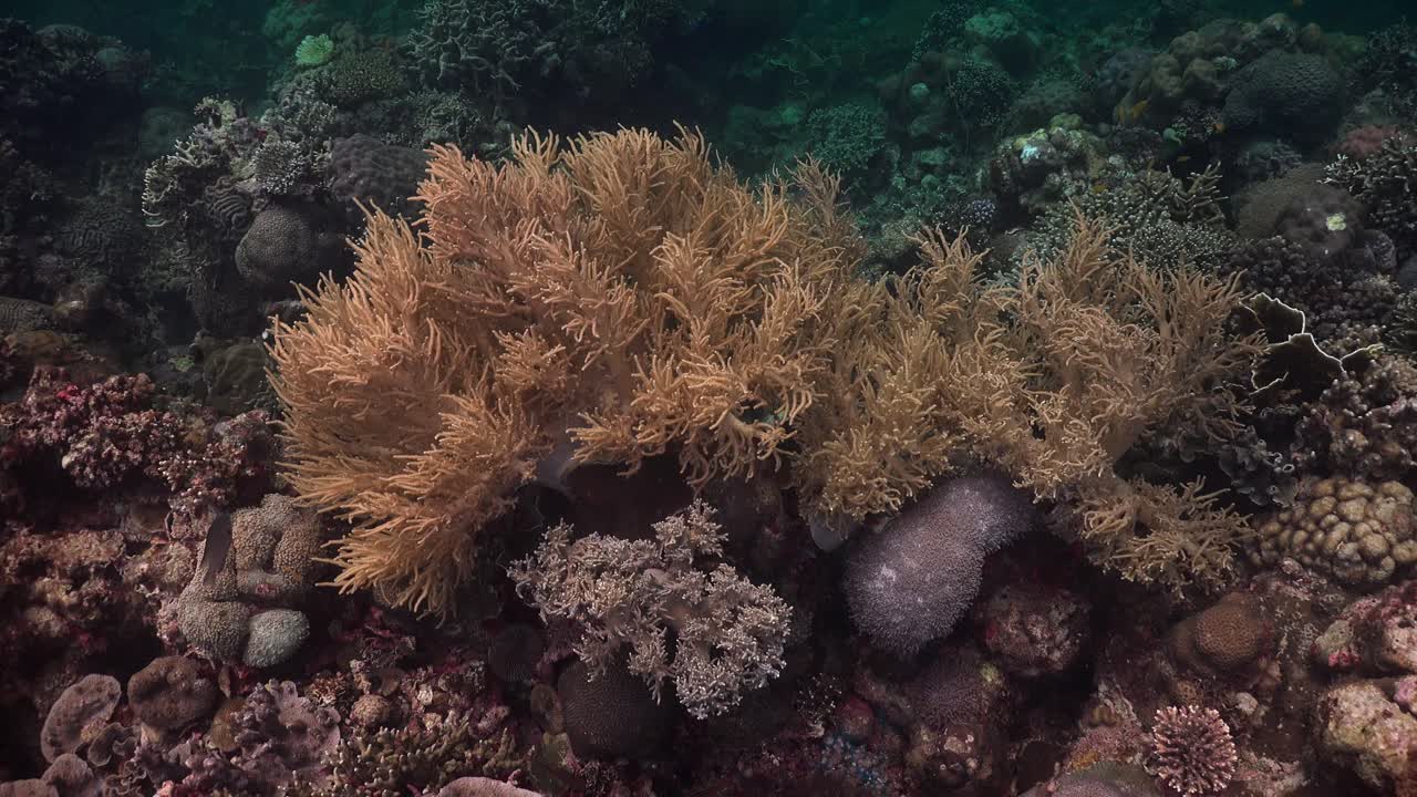 열대 산호초에 있는 부드러운 산호초를 가까이서 보세요
