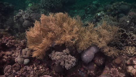 close-up-of-soft-coral-on-tropical-coral-reef