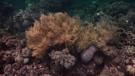cerca de coral blando en arrecifes de coral tropicales
