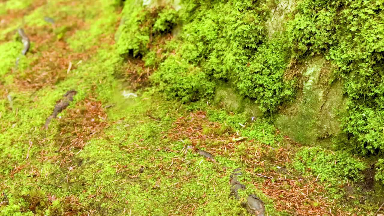 Close-up of lush green moss covering a rocky terrain, showcasing natural textures and vibrant greenery.