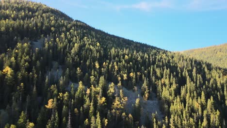 aerial view of hillside with dark spruce forest trees at fall bright day. beautiful scenery of wild mountain woodland