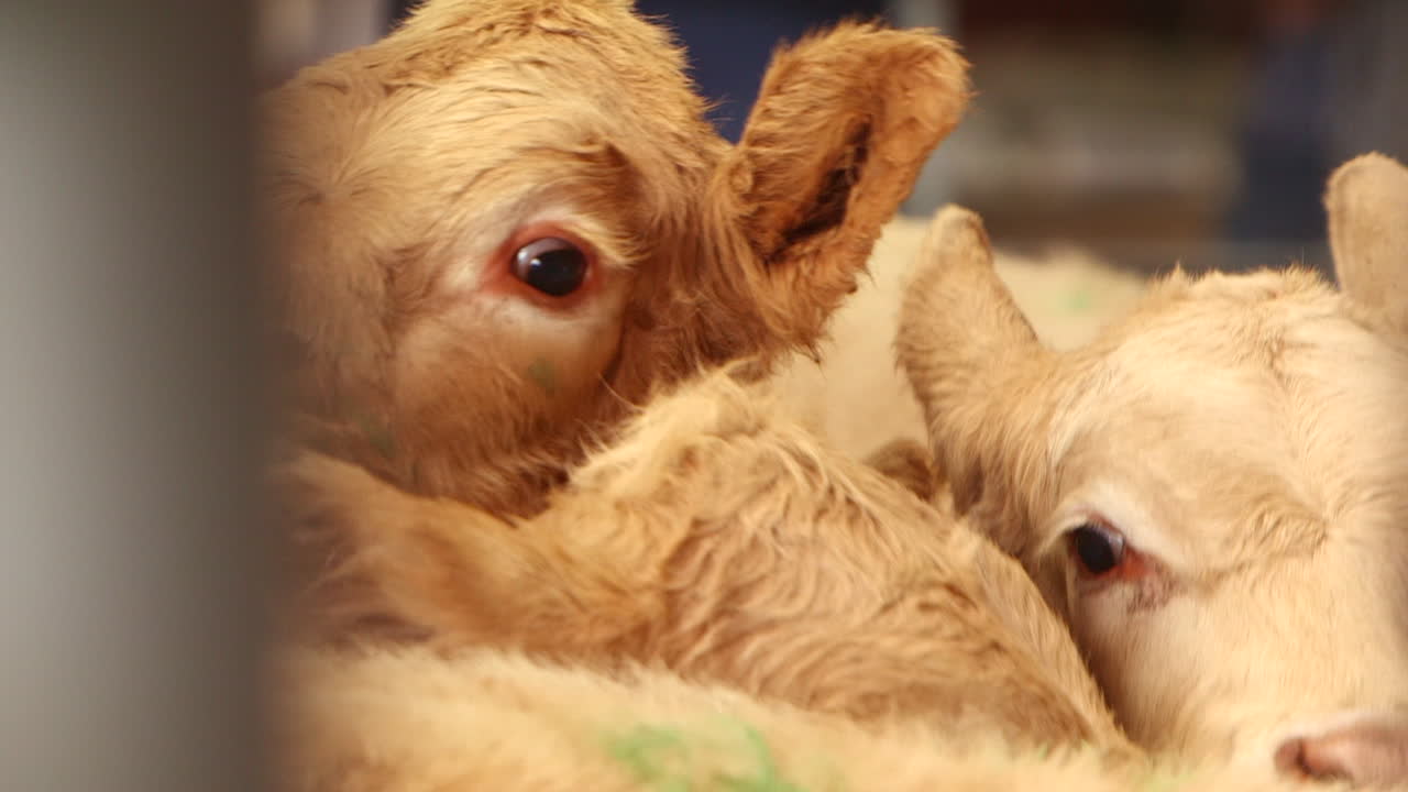 Close-up of Brown Cattle