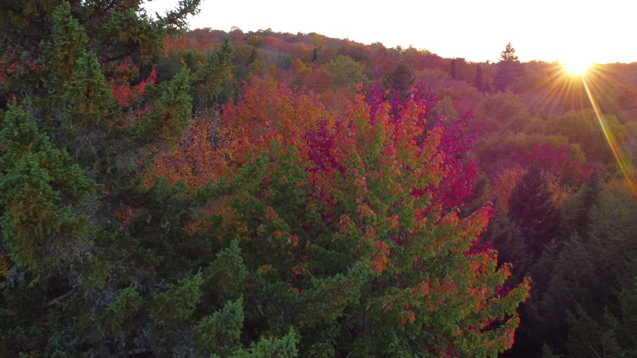 Beautiful sunshine and vibrant autumn color forest, aerial view