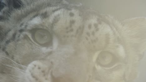 boca de un leopardo de las nieves, mostrando los dientes, la naturaleza y la jungla, rojo 4k