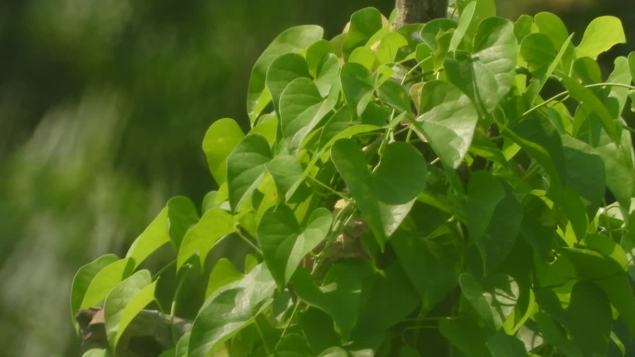 초록색 잎 - 사랑의 모양