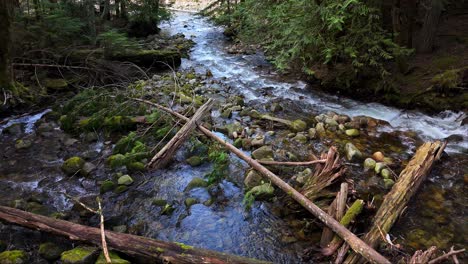 Stationary-shot-of-flowing-Hansen-Creek-river-in-dense-lush-Evergreen-forest-in-Snoqualmie,-Washington-State