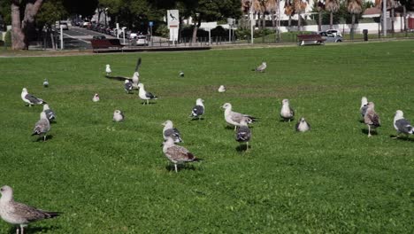 seagull landing on grass, among other seagulls