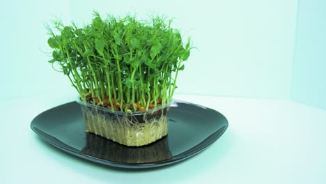 fresh green raw pea sprouts in the box rotate slow on a black dish on light blue background, healthy food concept, micro greens, medium shot, camera rotate right