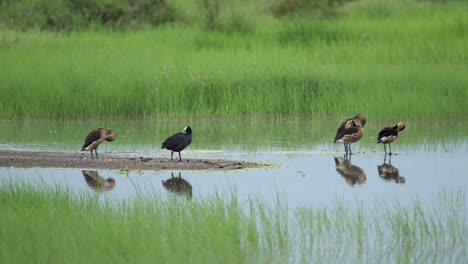 african birds and ducks on africa lake in serengeti national park, birdlife in tanzania, bird in africa on african wildlife and nature safari, fulvous whistling duck on water in a lake in wetlands