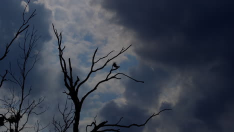 silhouette of small bird flying away from perch on leafless branch
