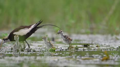 chicks of jacana coming out from hide after call of father