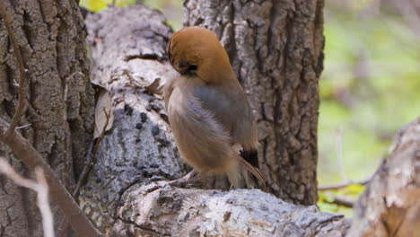 Eurasian-jay-juvenile-bird-preens-feathers-perched-on-a-tree-branch