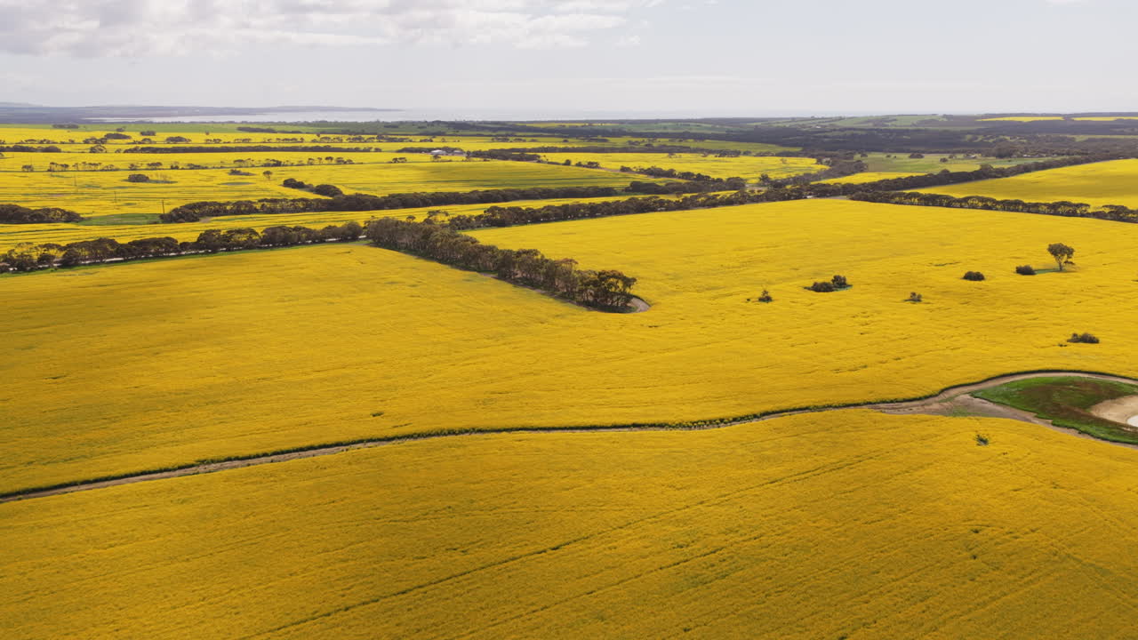 A wide aerial of gorgeous yellow canola fields blooming in the springtime with dappled sunlight in Kangaroo Island, Australia, famous for sustainable agriculture, plant and wildlife diversity