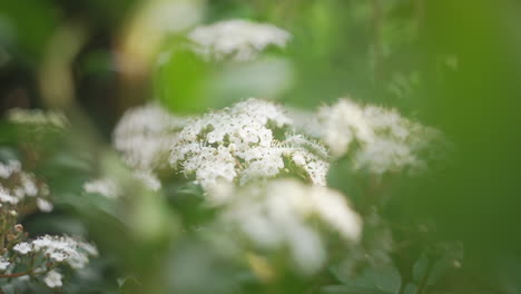 cute small flowers blossoming on a bush in spring time