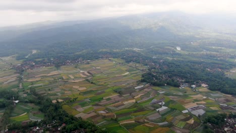 expansión de campos de arroz en el centro de java, vista aérea de drones