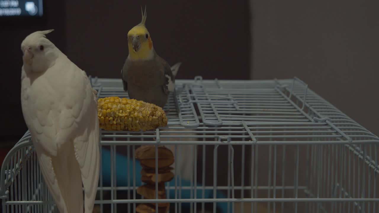 Cockatiels pet birds enjoying the meal of the day, corn on the cob