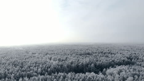 aerial-survey-of-winter-forest