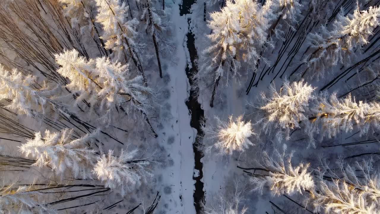 Luftvideo optager en snedækket skov ovenfra og viser høje, frostklædte træer, der står langs en smal