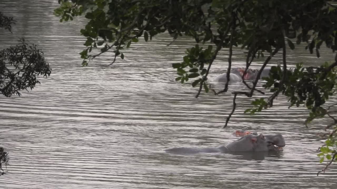 manada de hipopótamos de río descansando en el parque nacional kruger, sudáfrica