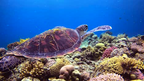 tortuga verde nadando pacíficamente en la tranquilidad sobre el colorido arrecife de coral