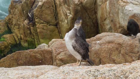 Schwarzer-Kormoran-Reinigt-Seine-Federn-Auf-Den-Felsen-Am-Strand