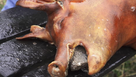 hog face snout on a table being cleaned for dismembering and butchering - close up