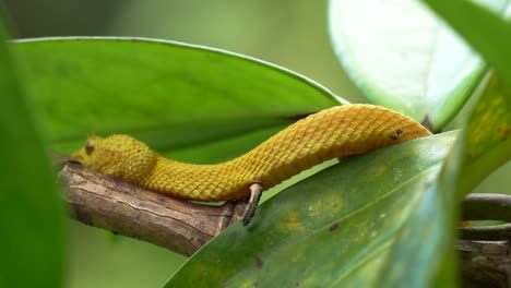 una serpiente amarilla