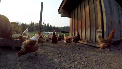 Pigs-and-hen-having-food-in-the-farm-4k